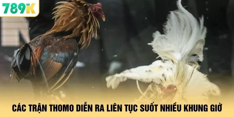 Các trận Thomo diễn ra liên tục suốt nhiều khung giờ